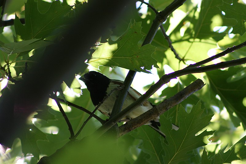 File:Eastern Towhee001.JPG