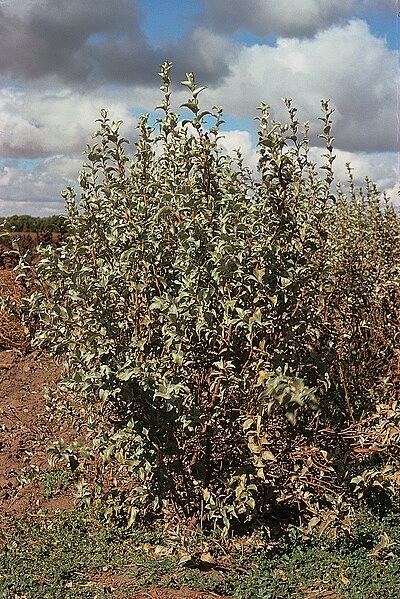 File:Elaeagnus commutata USDA.jpg