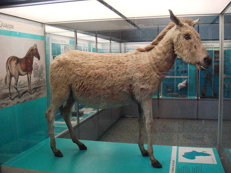 File:Equus quagga quagga12.JPG