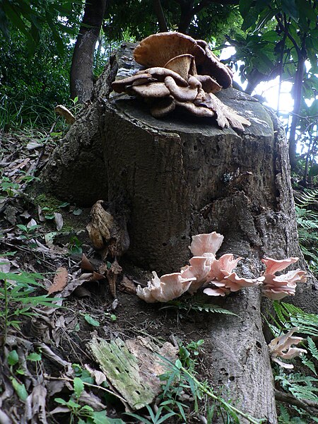 File:Fungi Pengo.jpg