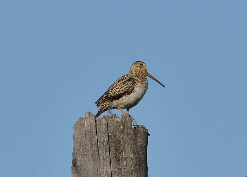 File:Gallinago megala.jpg