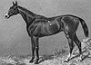 The British mare Gamos in a 1870 engraving by Edward Hacker