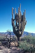 Grand-daddy, the largest saguaro ever recorded, died in the early 1990s