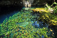 Grand Cenote 20101006.jpg