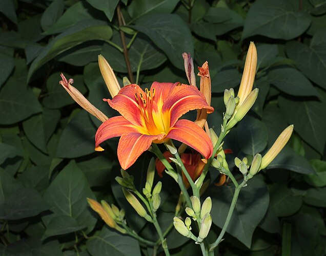 Лилейник буро-жёлтый (Hemerocallis fulva), возможно, садовый гибрид, Украина