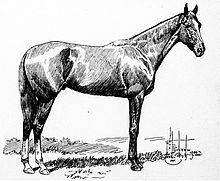 His Eminence (horse).jpg