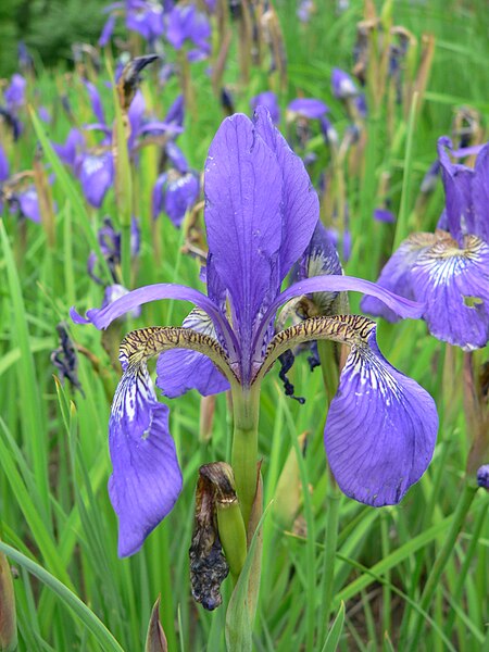 Archivo:Iris sanguinea 2007-05-13 361.jpg