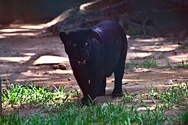 Photograph of a melanistic jaguar in the Museum of La Venta, Villahermosa, Tabasco, southern Mexico