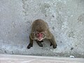 A Japanese macaque, Eurasia, Toronto Zoo.