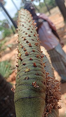 Male inflorescence