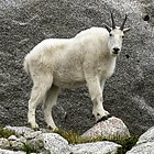 White bovid