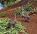 Two Nēnē at the Kīlauea Point National Wildlife Refuge.