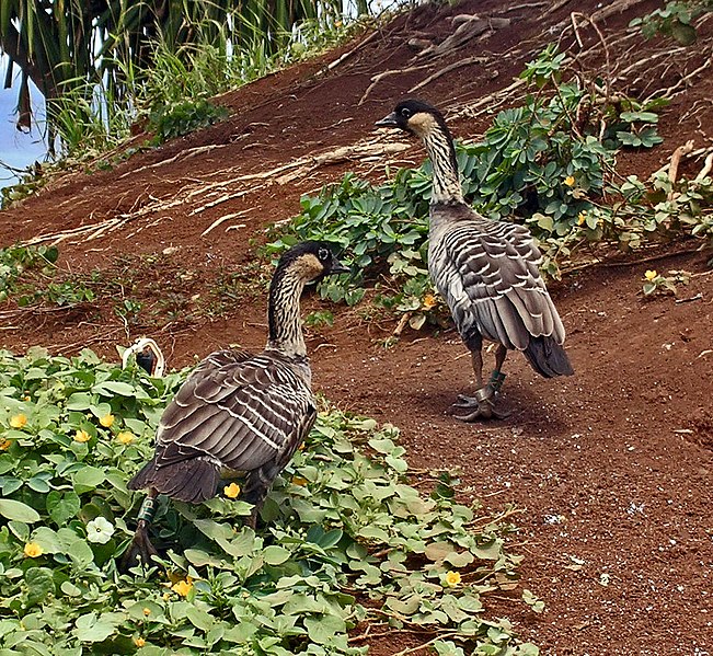 File:Nene, Kauai.JPG