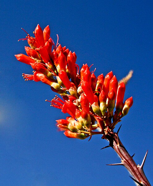 File:Ocotillo Flower.jpg