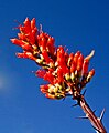 An ocotillo flower with visible needles