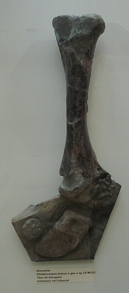 File:Ohmdenosaurus.JPG