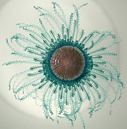 Porpita porpita consists of a colony of hydroids[239]