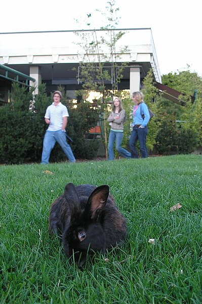 File:Rabbit UVic Students-Craigdarroch.jpg