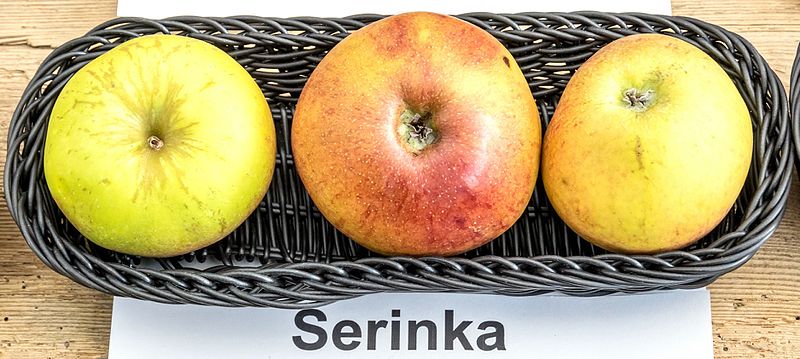 File:Serinka jm55095.jpg