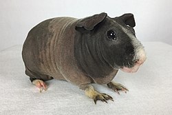 Adult female Skinny Pig