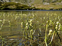 Hábito de Sparganium angustifolium.