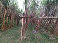 Sugarcane fields in BSRI