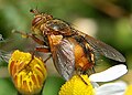 Tachina fera