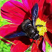 Фиолетовый шмель-плотник (Xylocopa violacea)