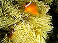 Tomato clownfish (Amphiprion frenatus) and sea anemone in Fiji.