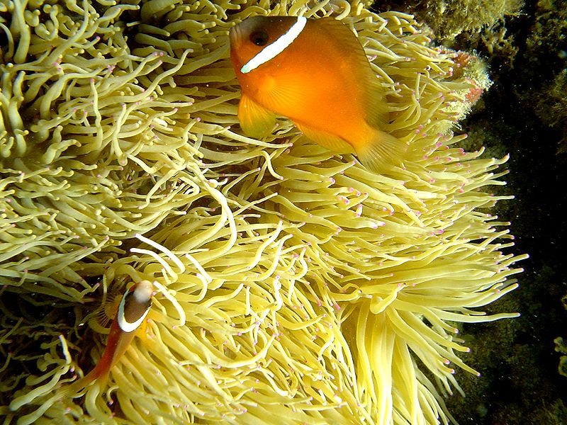 Archivo:Anemonefishfiji.jpg