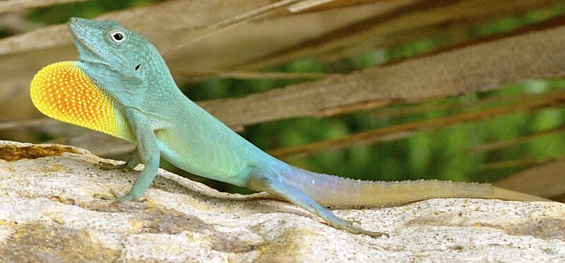 File:Anolis grahami (cropped) (cropped).jpg