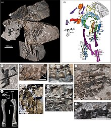 Benggwigwishingasuchus