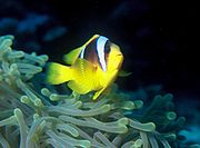 Twoband anemonefish (Amphiprion bicinctus). It is, as suggested by its alternative common name, Red Sea clownfish, almost entirely restricted to the Red Sea.