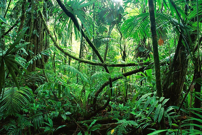 File:Chiapas Rainforest.jpg