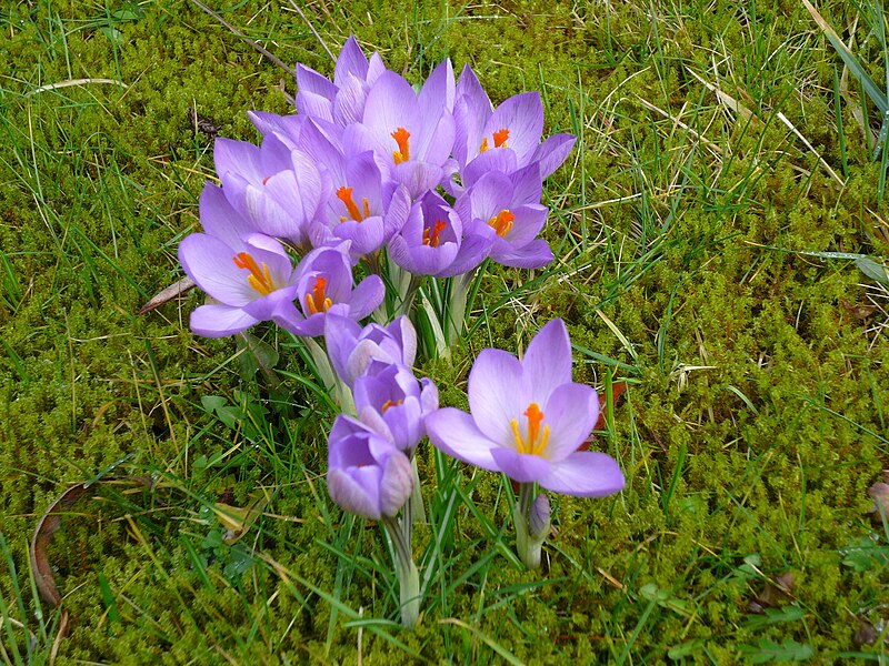 File:Crocus etruscus02.JPG