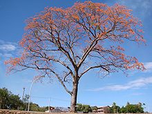 Erythrina mulungu.jpg