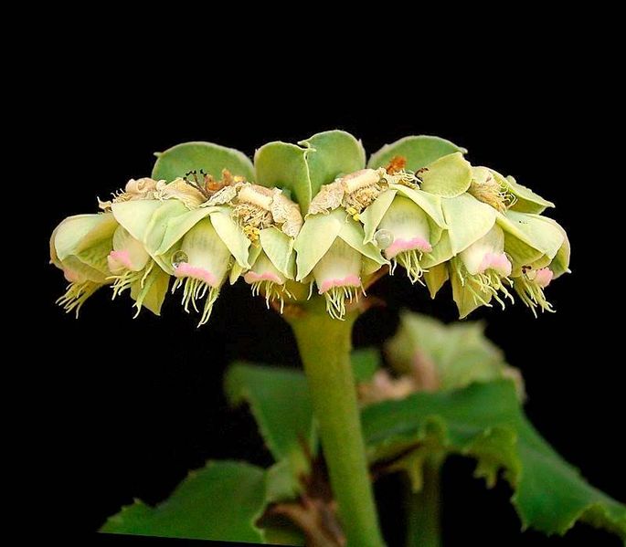 Archivo:Euphorbia biselegans1.jpg