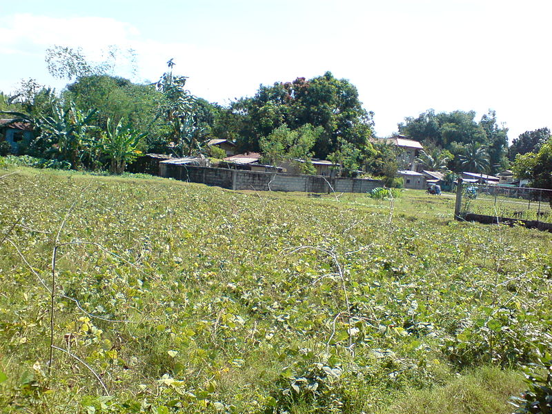 File:Field in Bauang.JPG