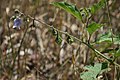 Horse Nettle, Solanum carolinense