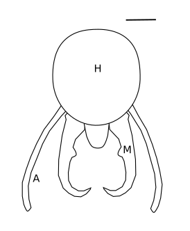 Globitermes sulphureus