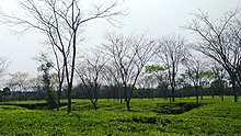 Halda vally tea garden.jpg