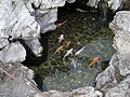 A goldfish pond is a signature Chinese scenery depicted in countless art work.