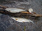 Lake Trout, Yellowstone Lake