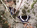 Two White Admiral butterflies (Limenitis arthemis arthemis), New Brunswick, Canada.