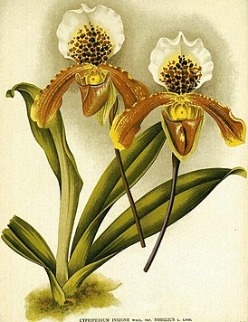 Paphiopedilum insigne