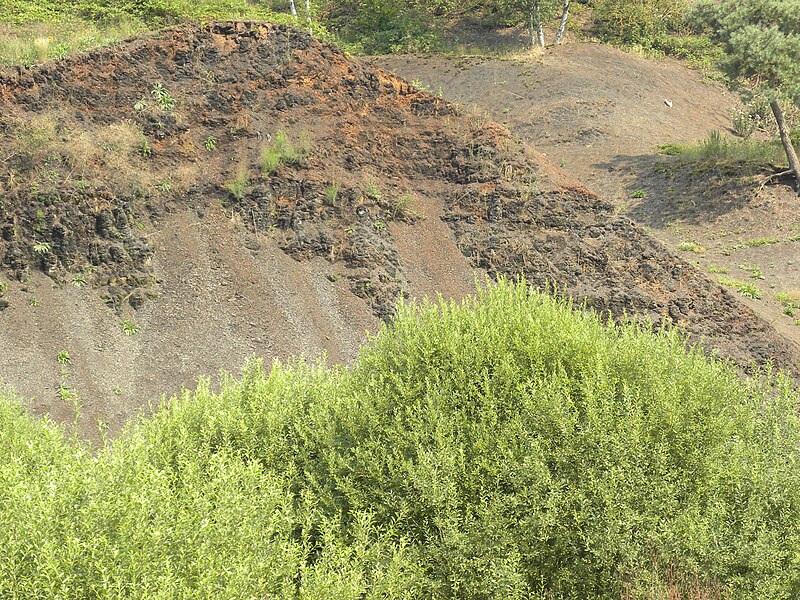 File:MesselShaleOutcrop081310.JPG