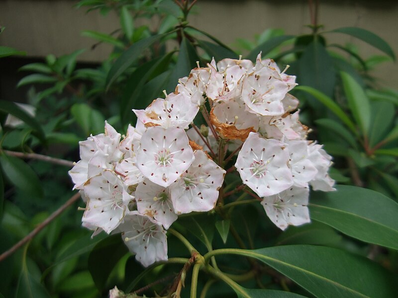 File:Mountain Loral Flowers.jpg