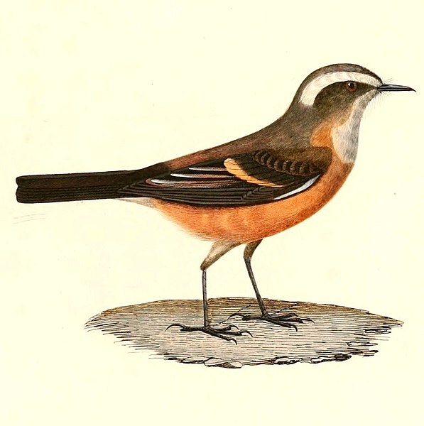 File:Ochthoeca oenanthoides 1847.jpg