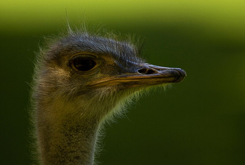 File:Ostrich bokeh.jpg