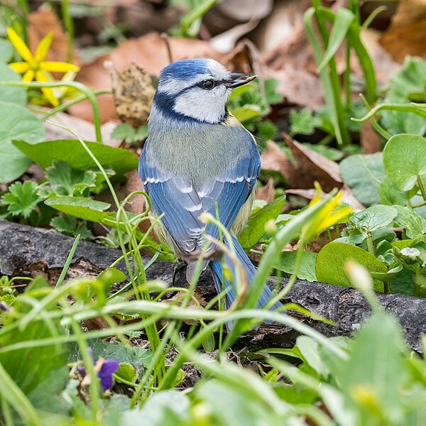 File:Parus caeruleus EM1B1832 (40967518404).jpg